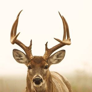 Meet your Posher, Timothy